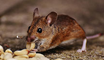 24 Hour & Emergency Exterminators in Sedro Woolley, WA